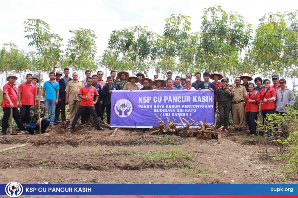 Panen di Lahan Percontohan CU Pancur Kasih